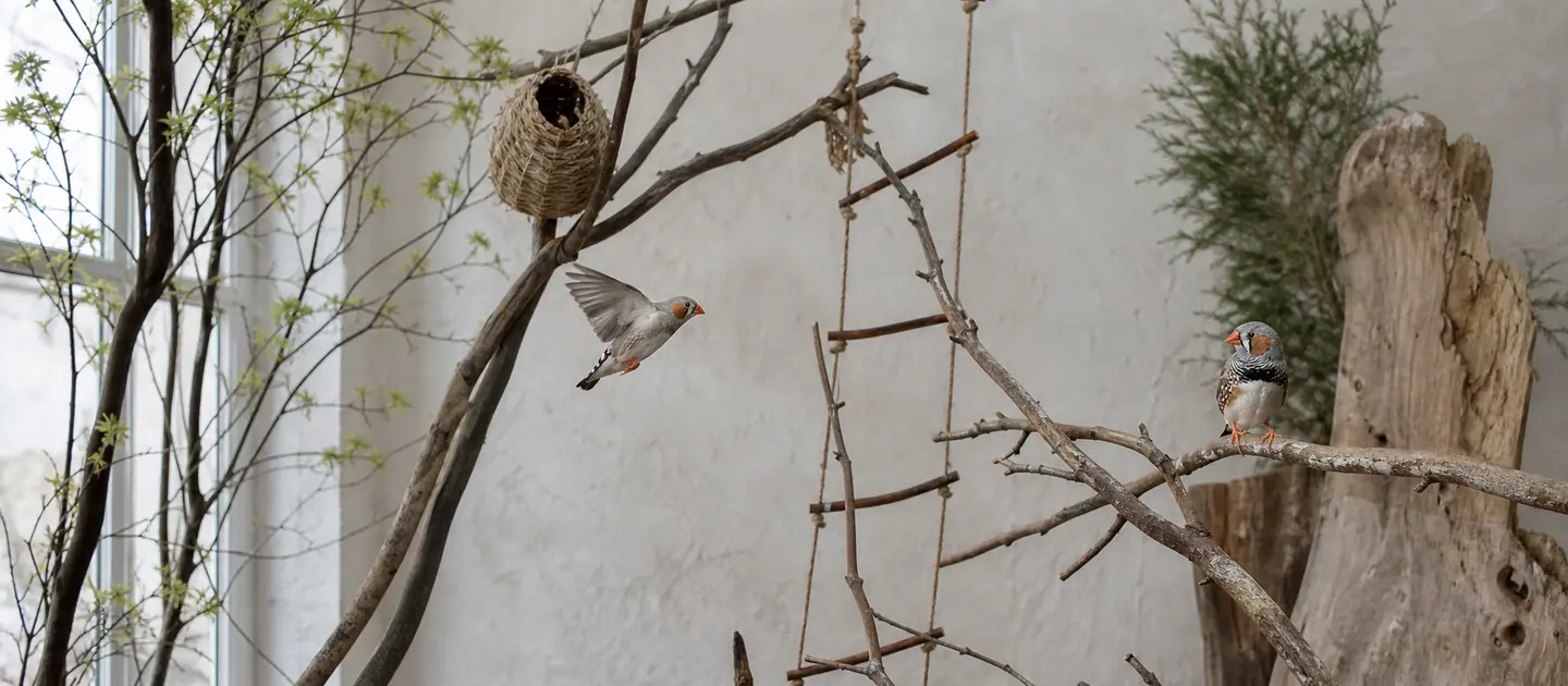 Deux oiseaux entre plusieurs perchoirs naturels