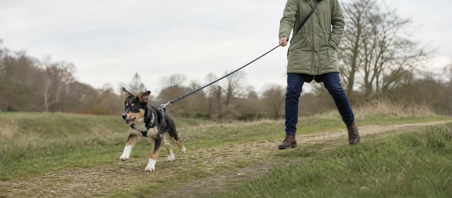 Jeune chien tirant au début d’une promenade