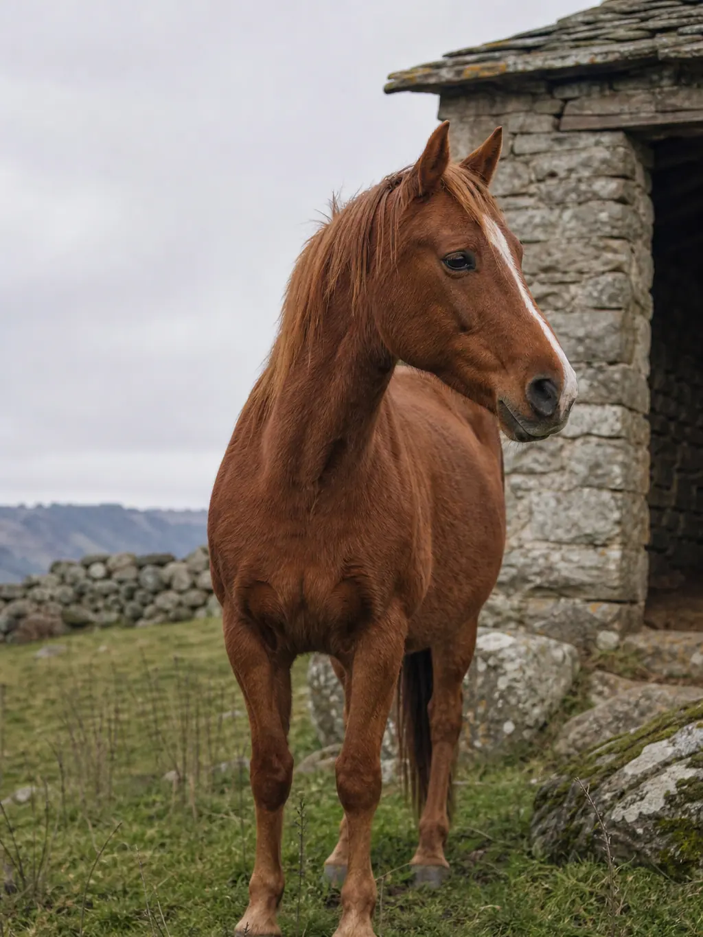 Cheval attentif près d’un abri de pierre