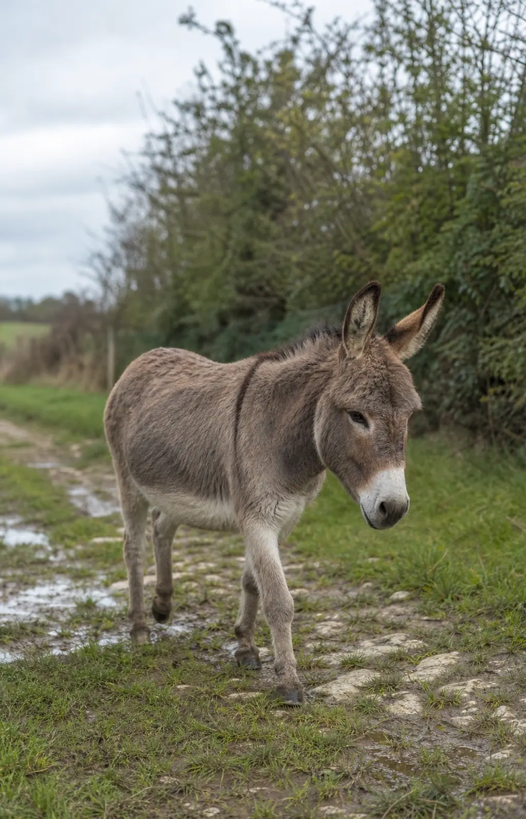 Âne marchant sur un chemin après la pluie